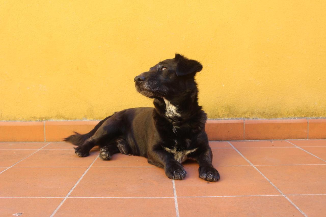 Al Canto Alojamento de Acomodação e Pequeno-almoço Florença